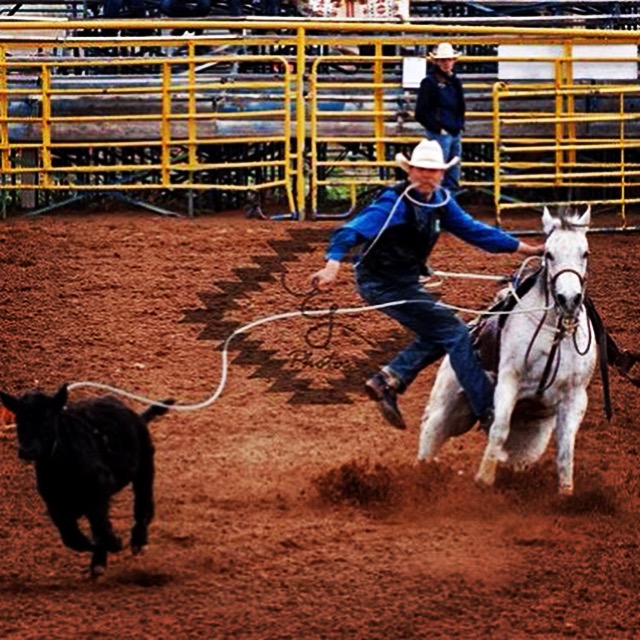 Silver Wings Ranch Performance Horses Team Penning with Roger Braa in