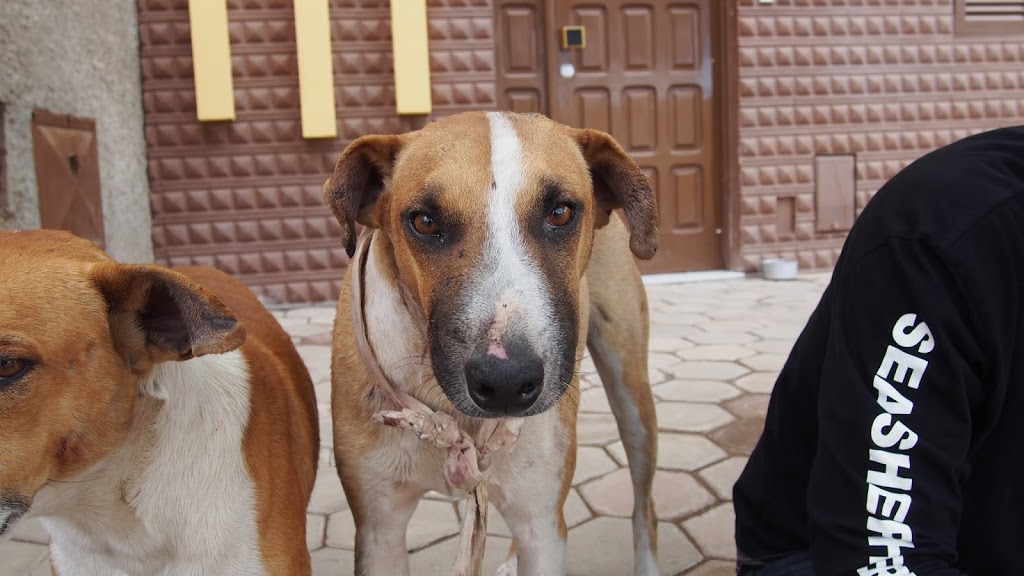 The story of the dog Paper Simabo