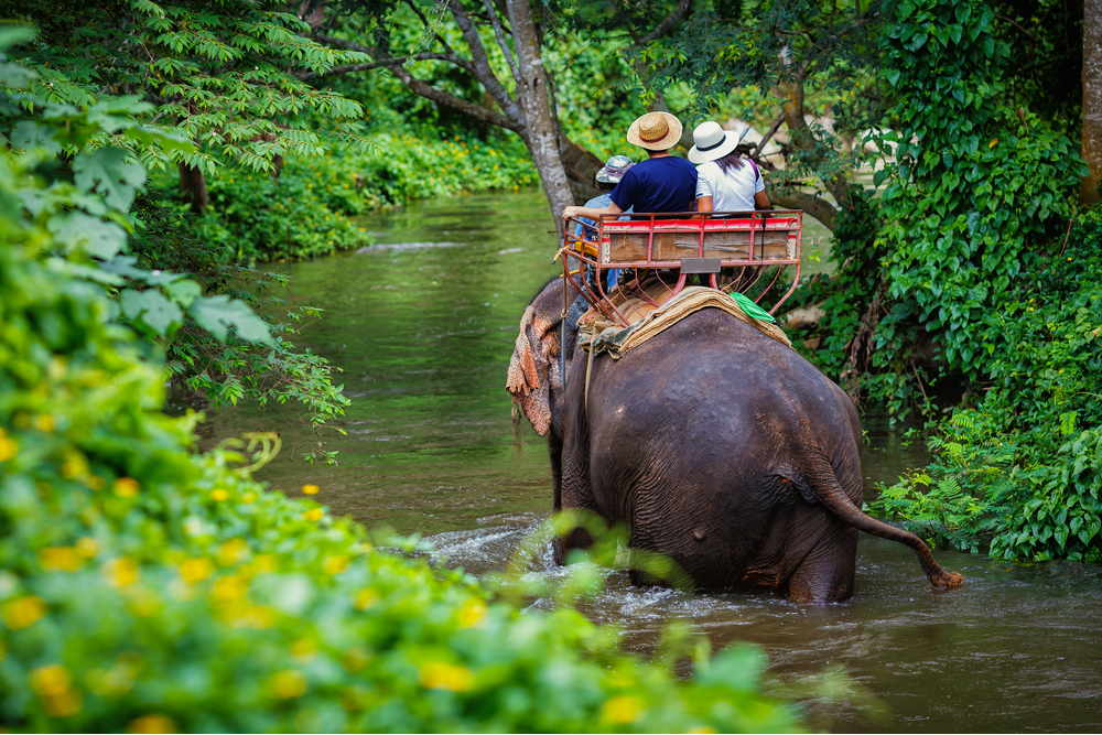 Elephant Trekking Phuket Simba Sea Trips