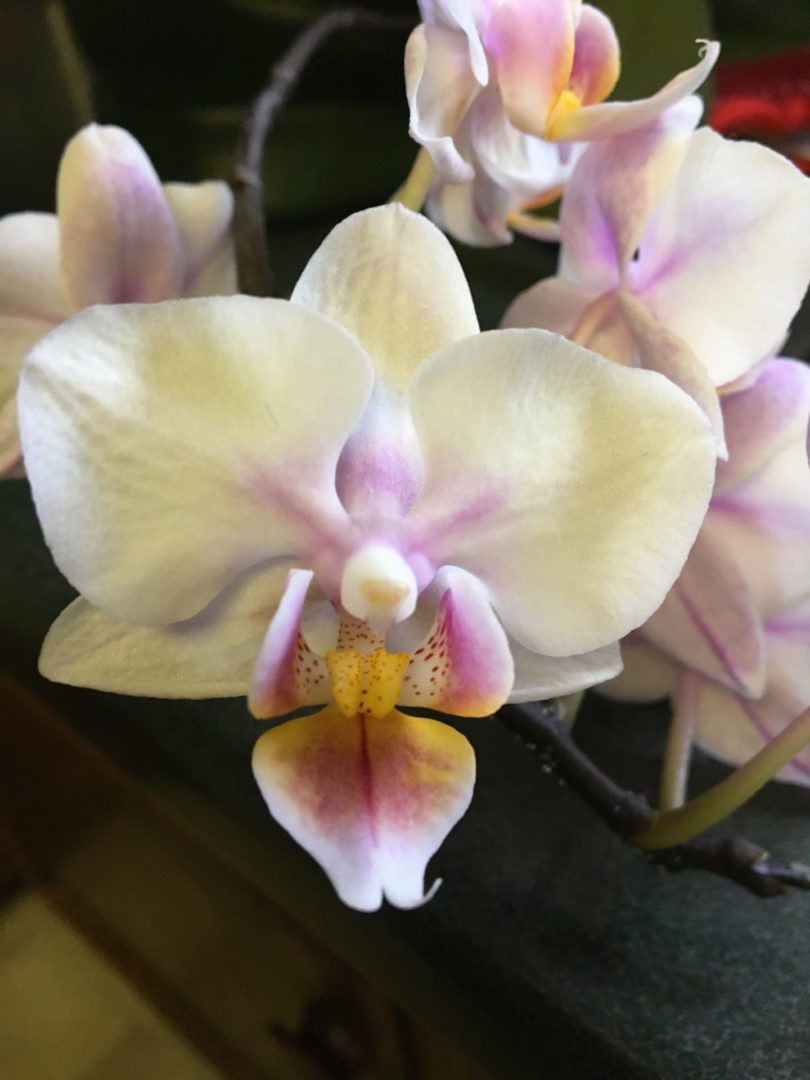 How Do We Keep Those Orchids Blooming? Simcoe County Master Gardener