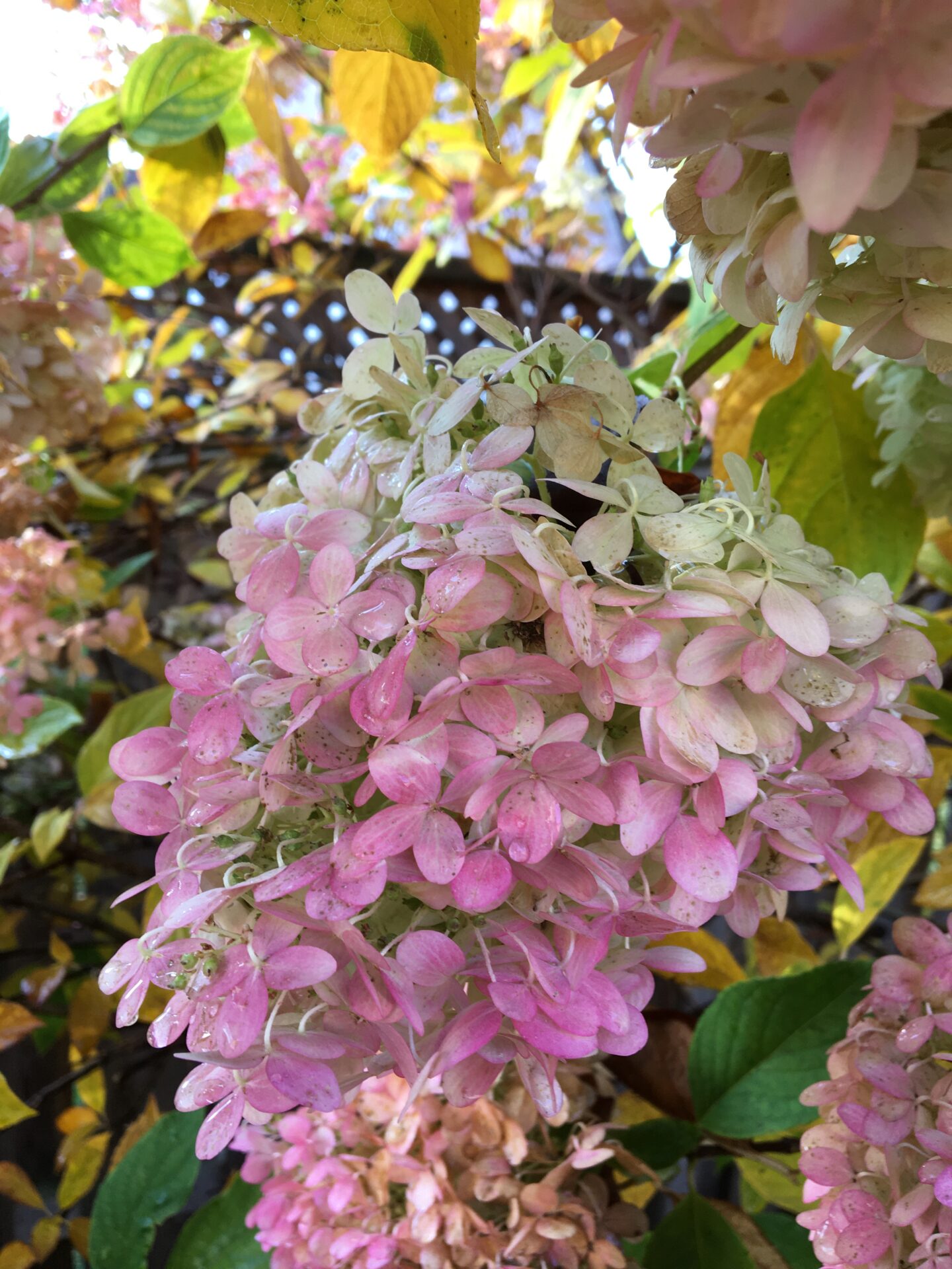 How to Dry Hydrangea Blooms Simcoe County Master Gardener