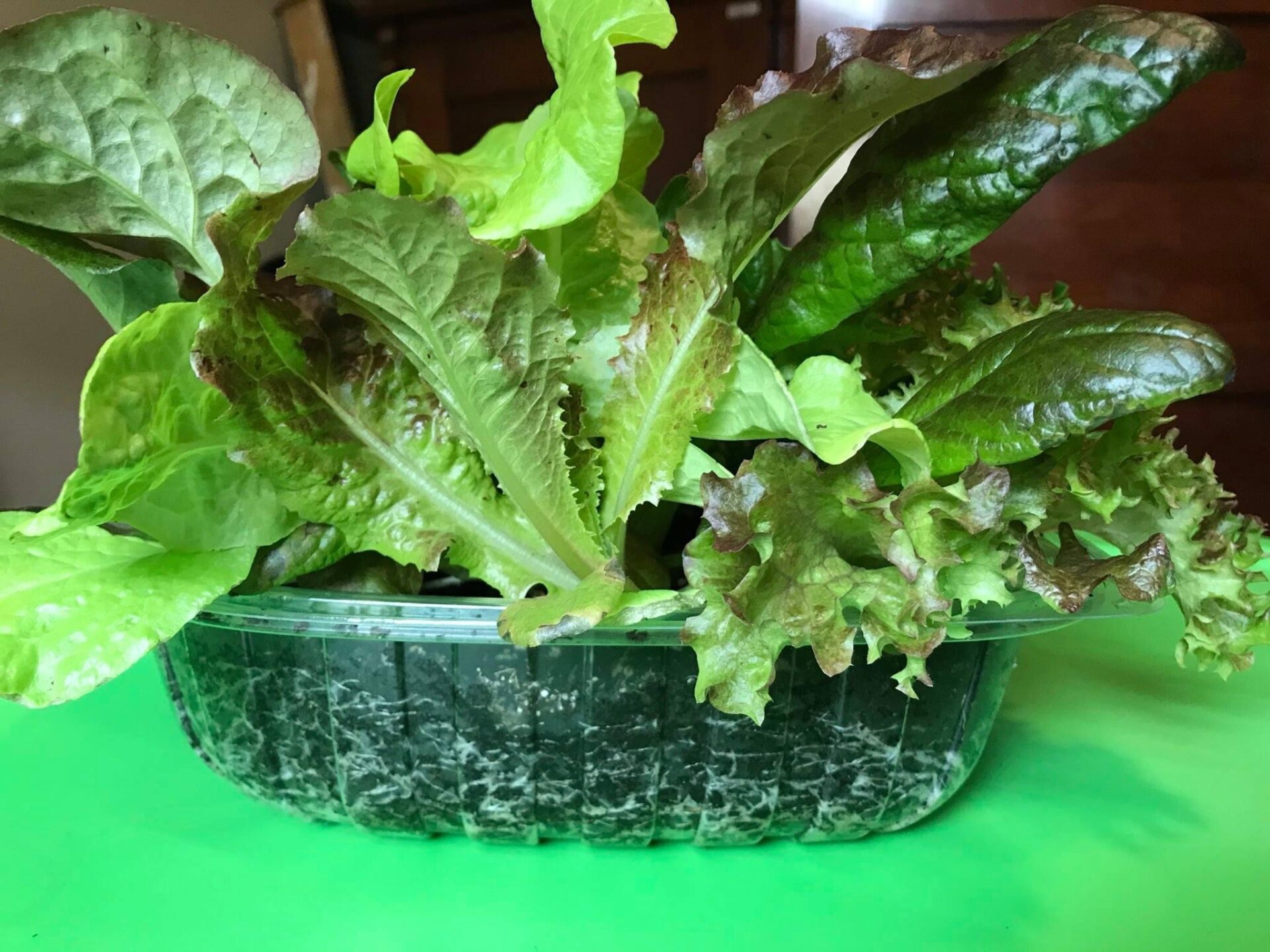 Grow Lettuce Indoors This Winter! Simcoe County Master Gardener
