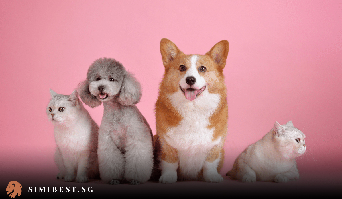 7 Best Pet Relocation Services Options in Singapore 2024