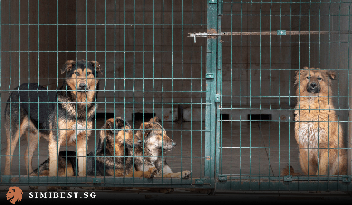 The 10 Best Pet Adoption Singapore in 2024