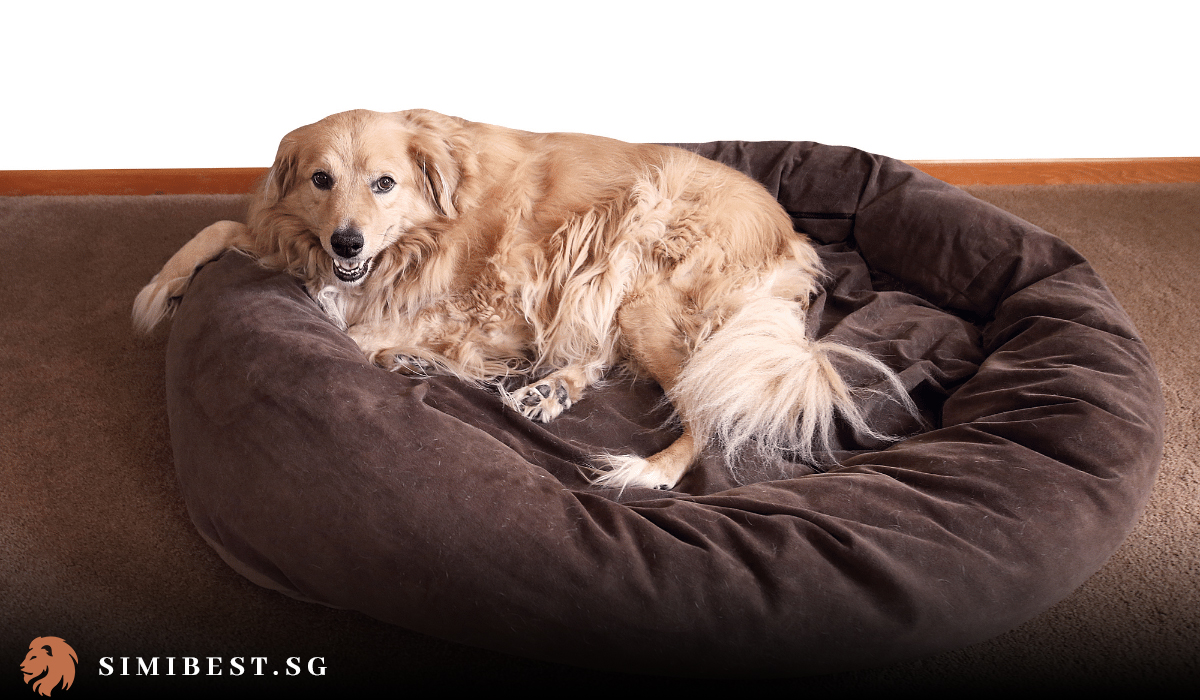 Top 11 Dog Beds in Singapore 2024 SimiBest
