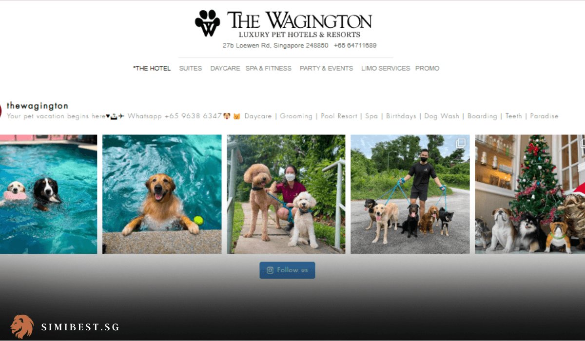 Explore the Best Dog Boarding in Singapore 2024