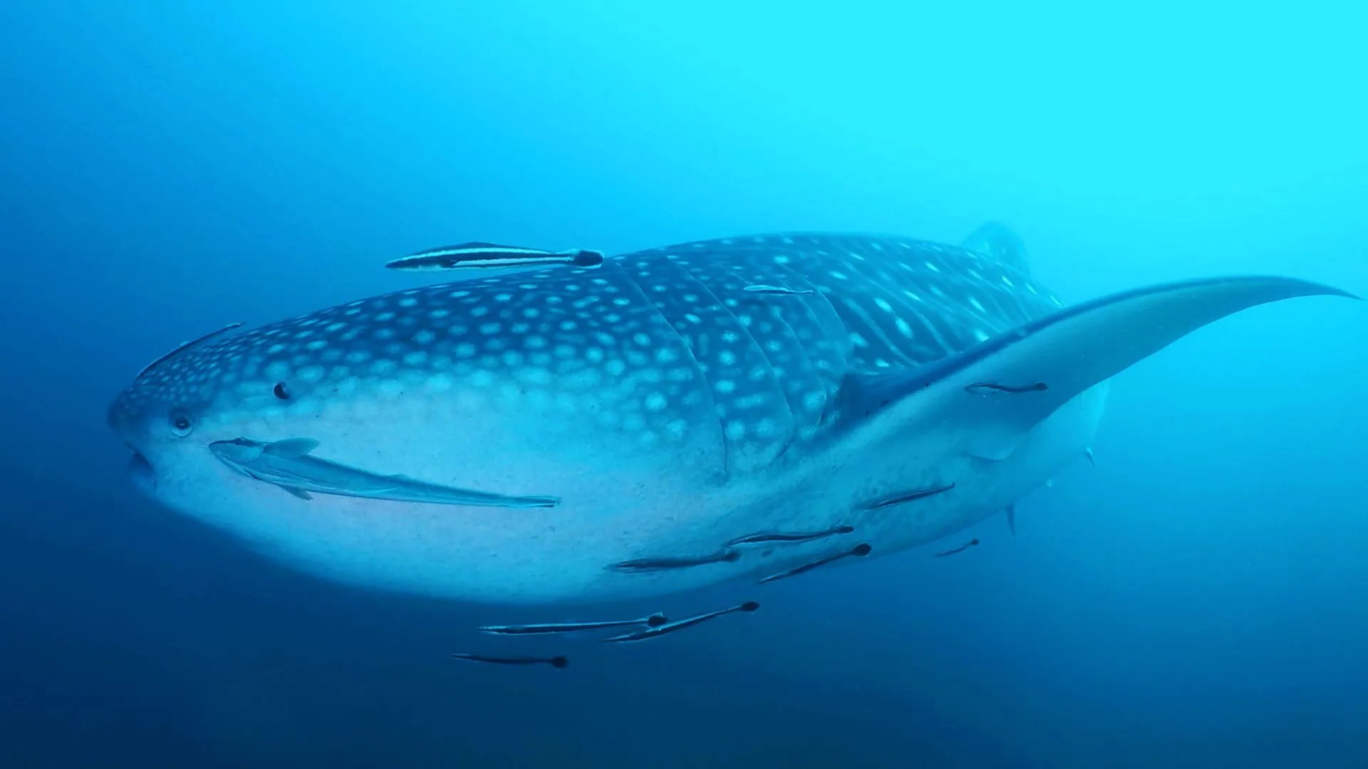 West of Eden dive site information and dive map Similan diving info