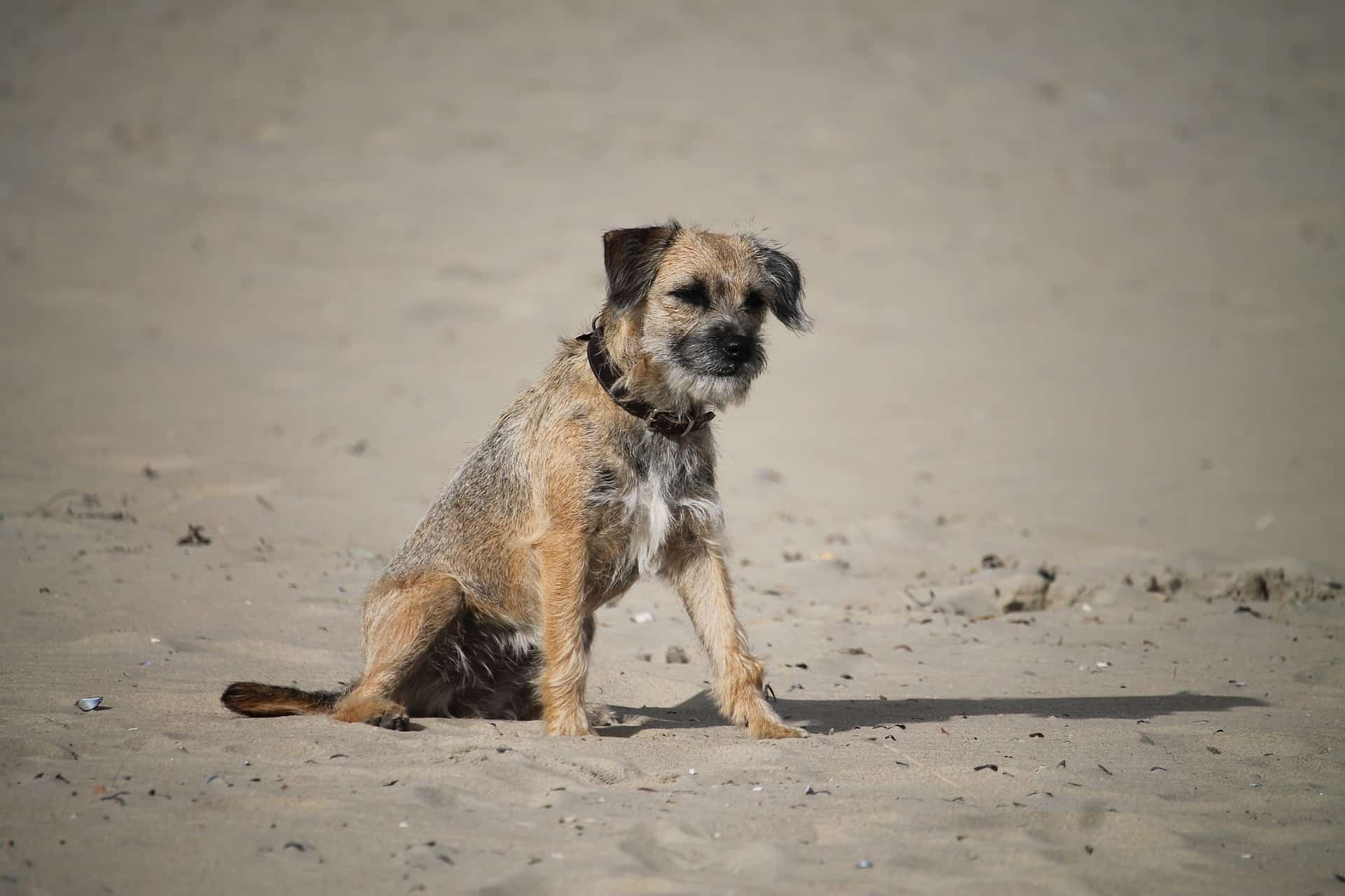 Dog Breeds Similar To Border Terrier »