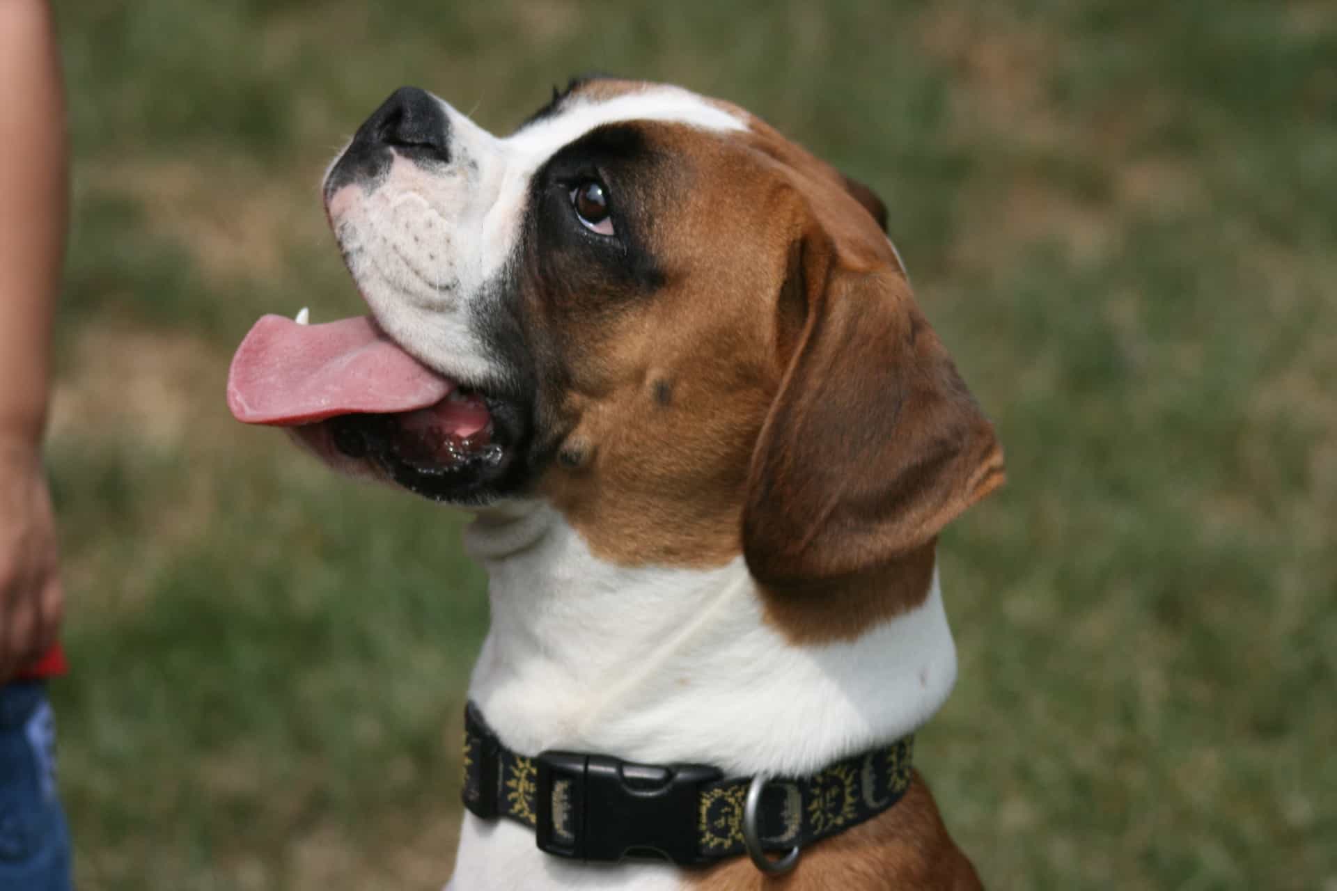 Dog Breeds Similar To Boxer »