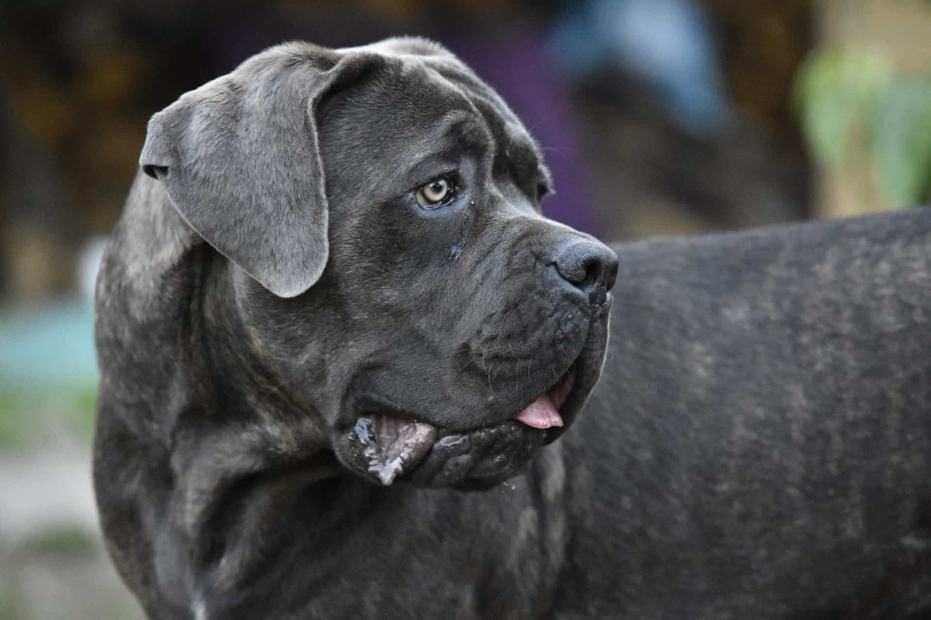 Dog Breeds Similar To Cane Corso »