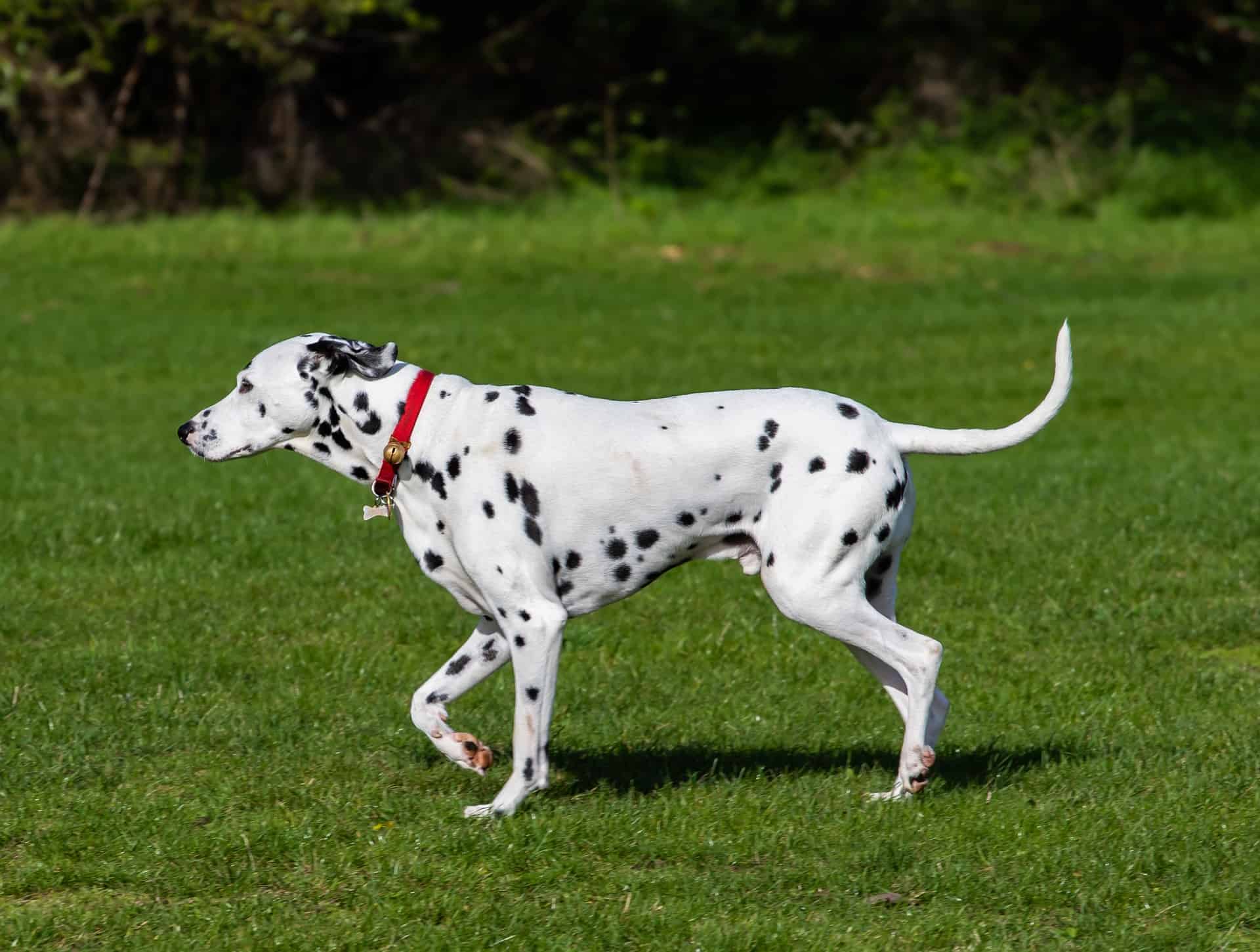 Dog Breeds Similar To Dalmatian »