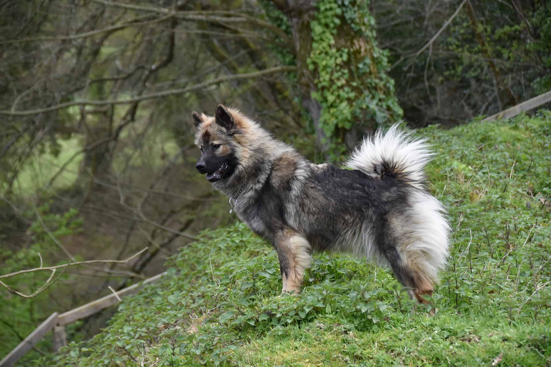 Dog Breeds Similar To Eurasier »