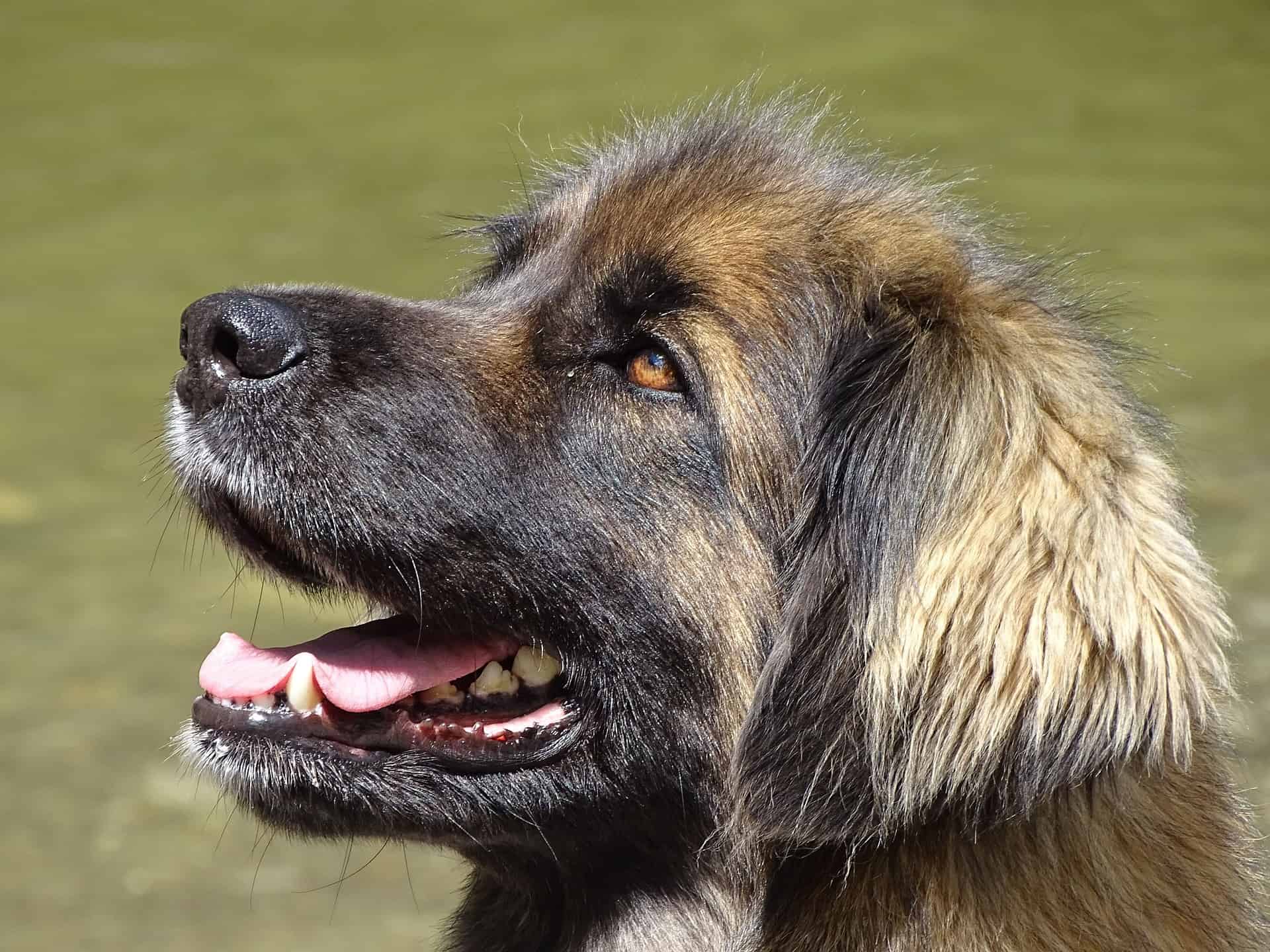 Dog Breeds Similar To Leonberger »