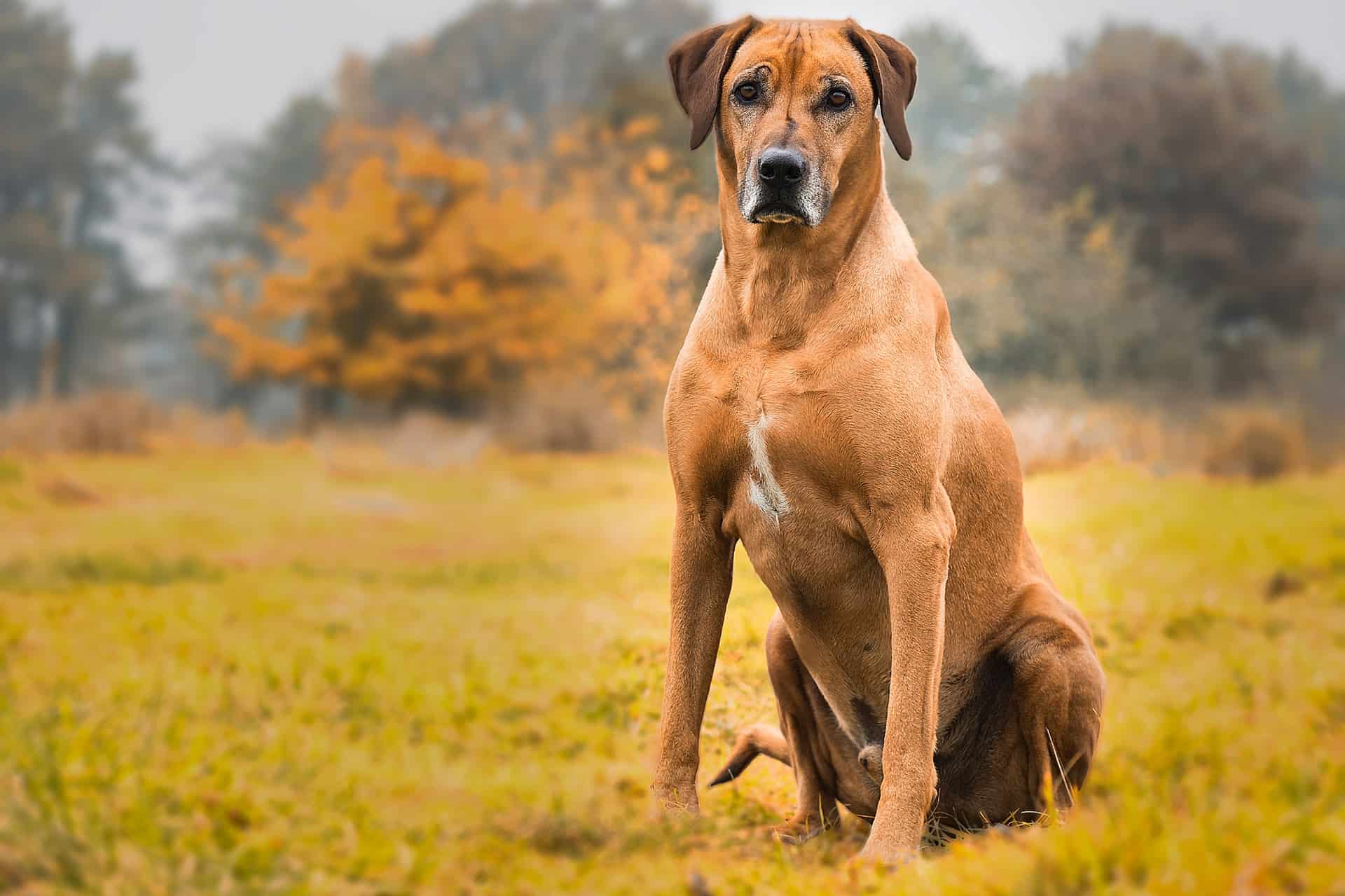 6 Dog Breeds Similar To Rhodesian Ridgeback (With Photos)