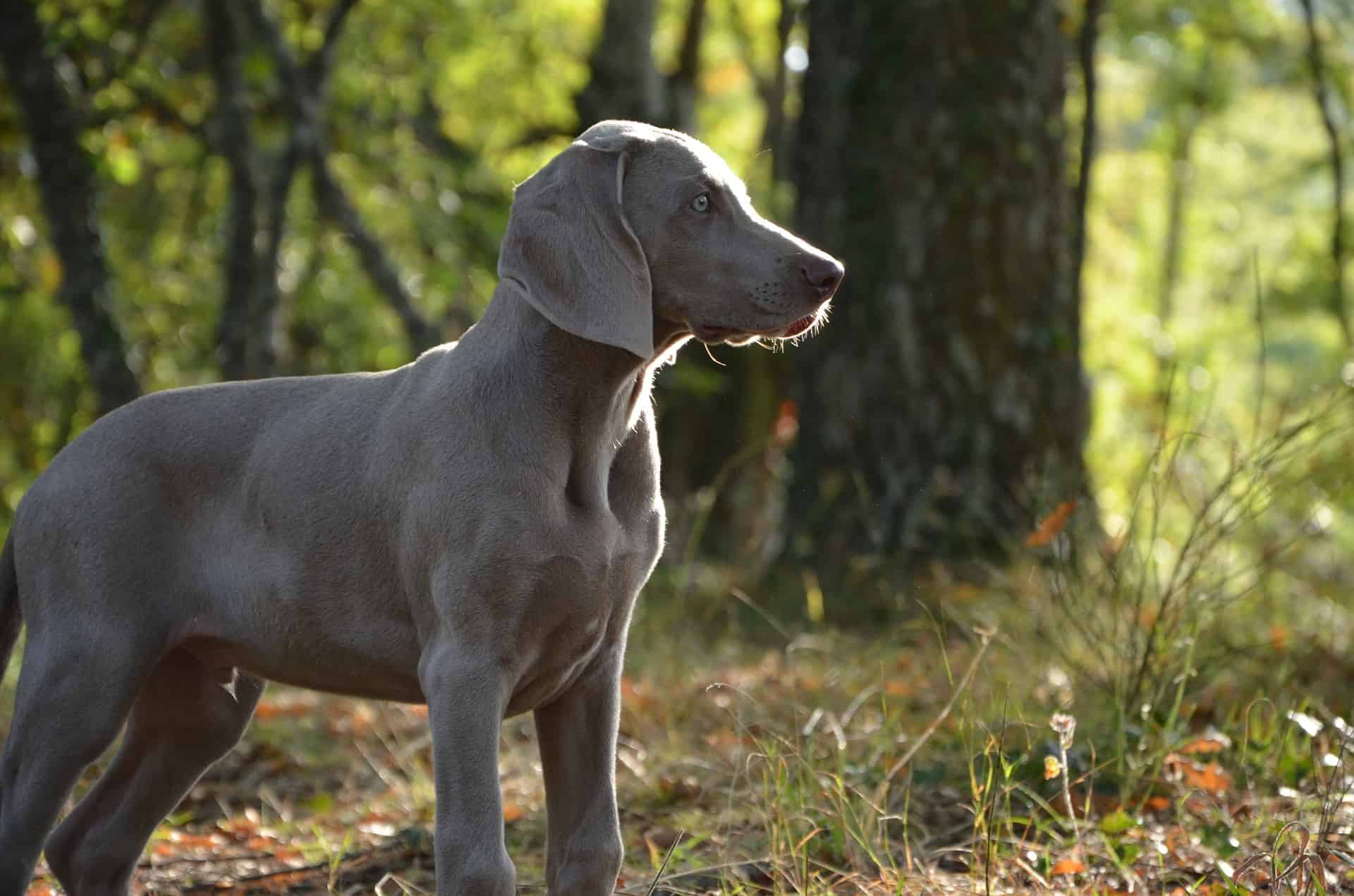 Dog Breeds Similar To Weimaraner »