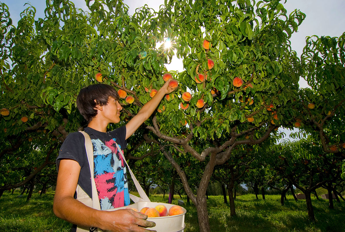 Fruit Stands and Orchards Fruit Stand Capital Similkameen