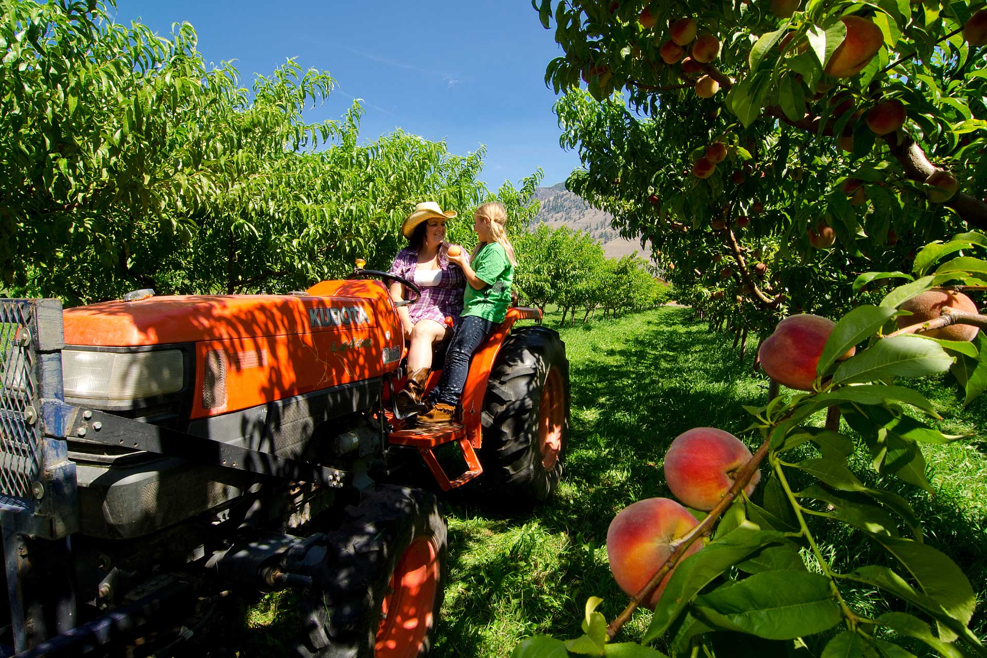 Fruit Stands and Orchards Fruit Stand Capital Similkameen