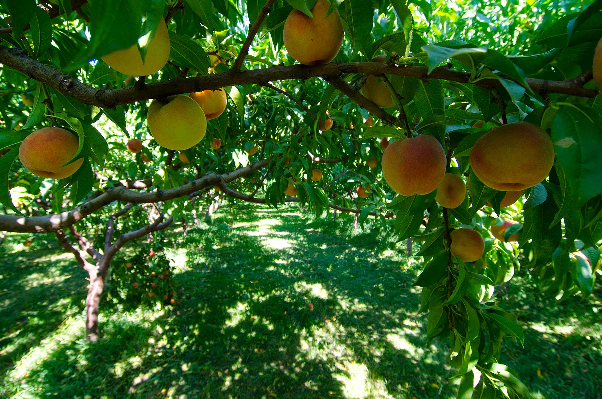 Fruit Tree Orchards An Orchard Of Blooming Fruit Trees Photograph by