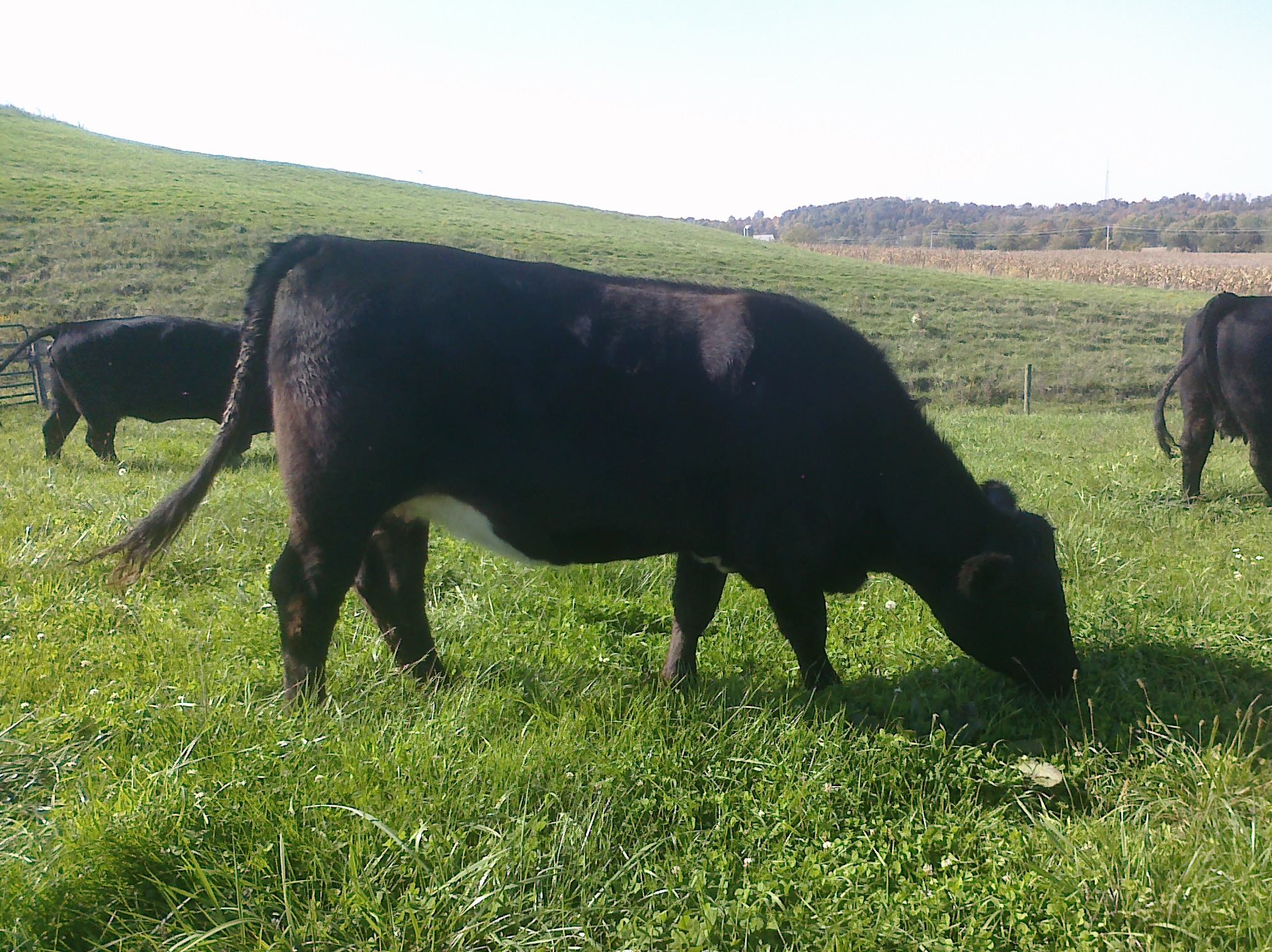 Donors Dickson Simmental Cattle