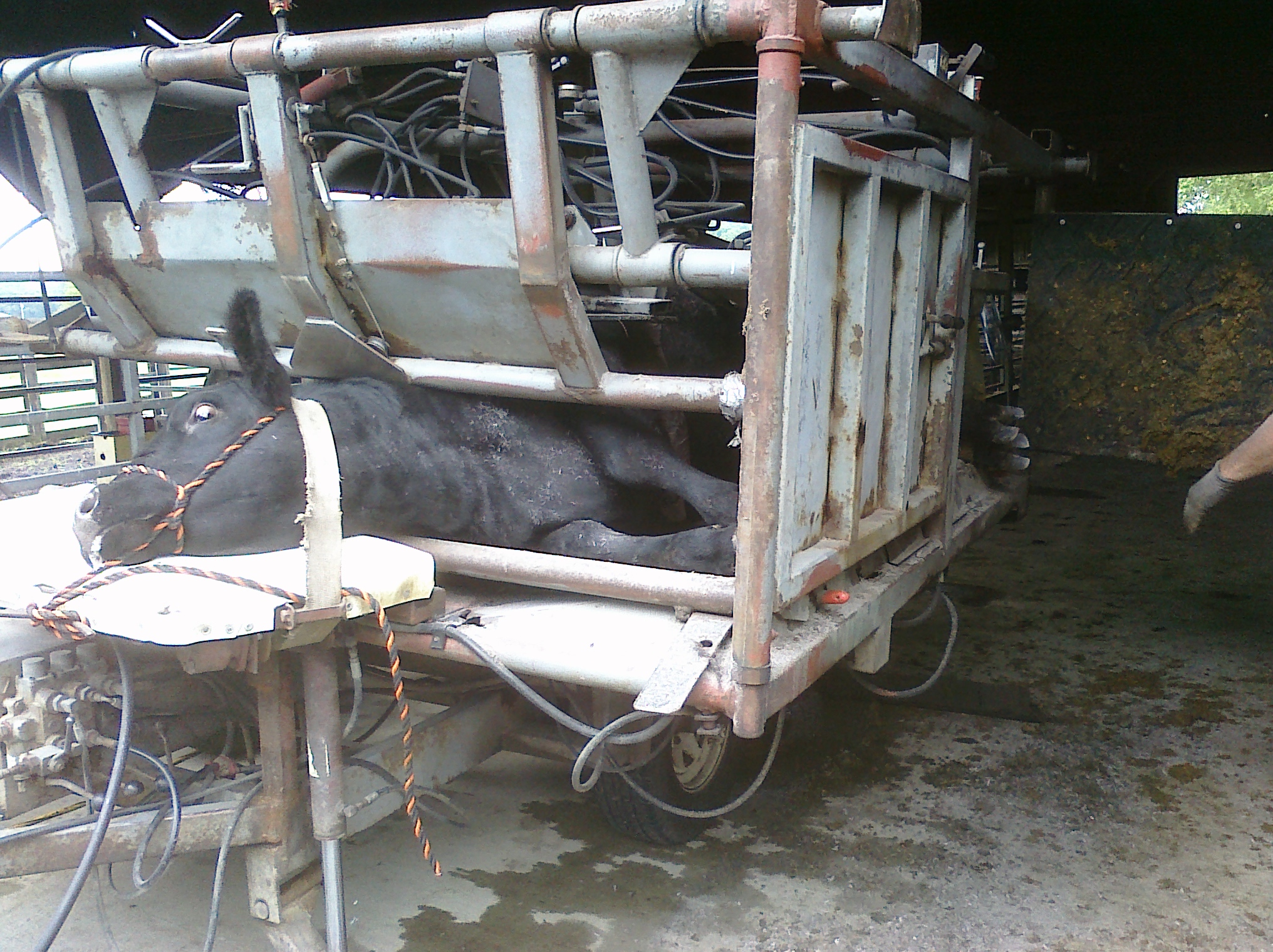 Hoof Trimming, Beef Cattle, Watson Hoof Trimming, Dickson Simmental