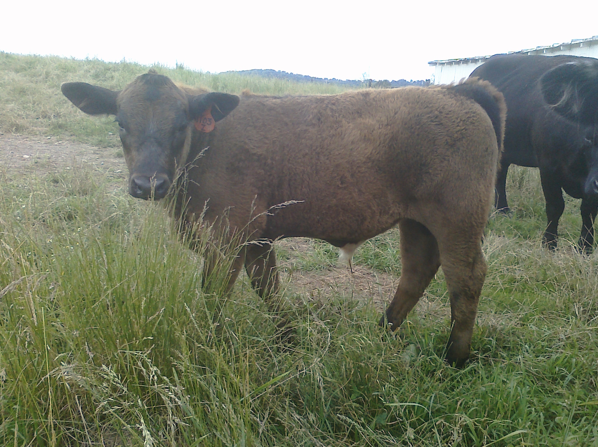American Simmental, Beef Cattle, Dickson Simmental, For Sale, Simmental