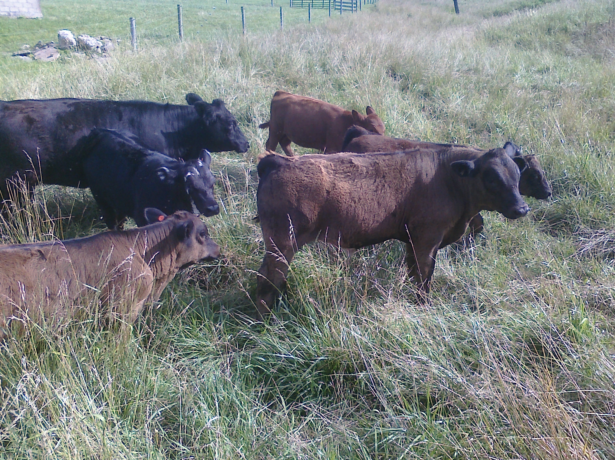 American Simmental, Beef Cattle, Dickson Simmental, For Sale, Simmental