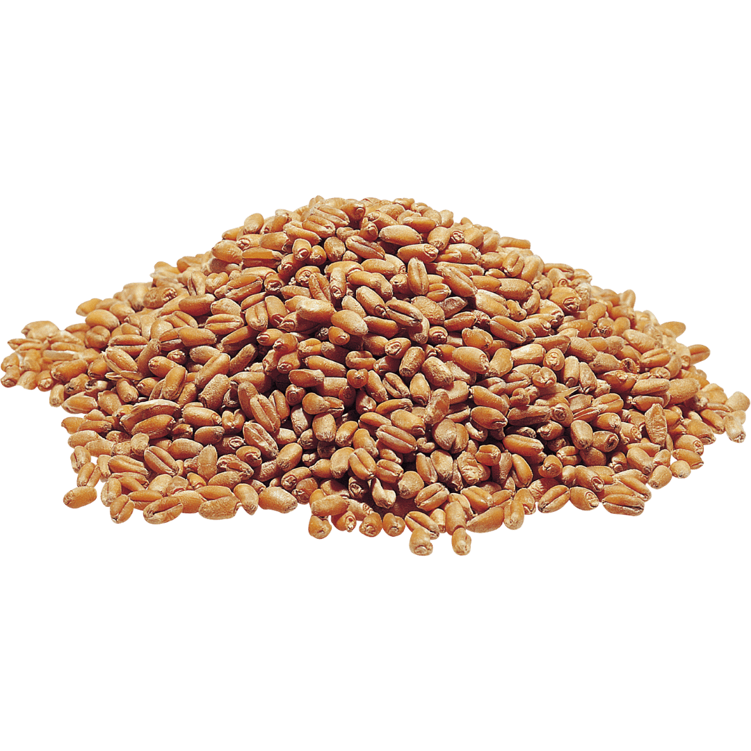 Wheat Soft » simm global