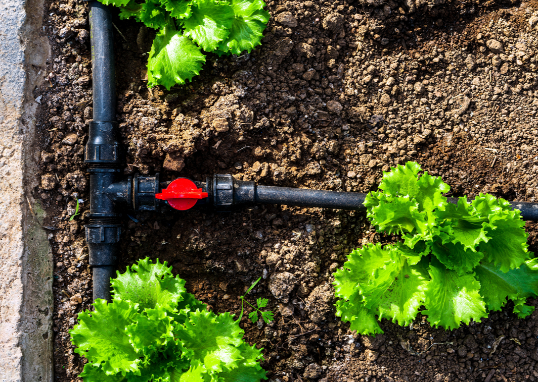 Drip Irrigation for Your Home Garden An Essential Guide