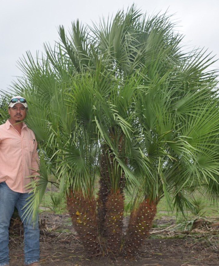 5 Coldhardy Palms for Texas Simmons Oak Farms