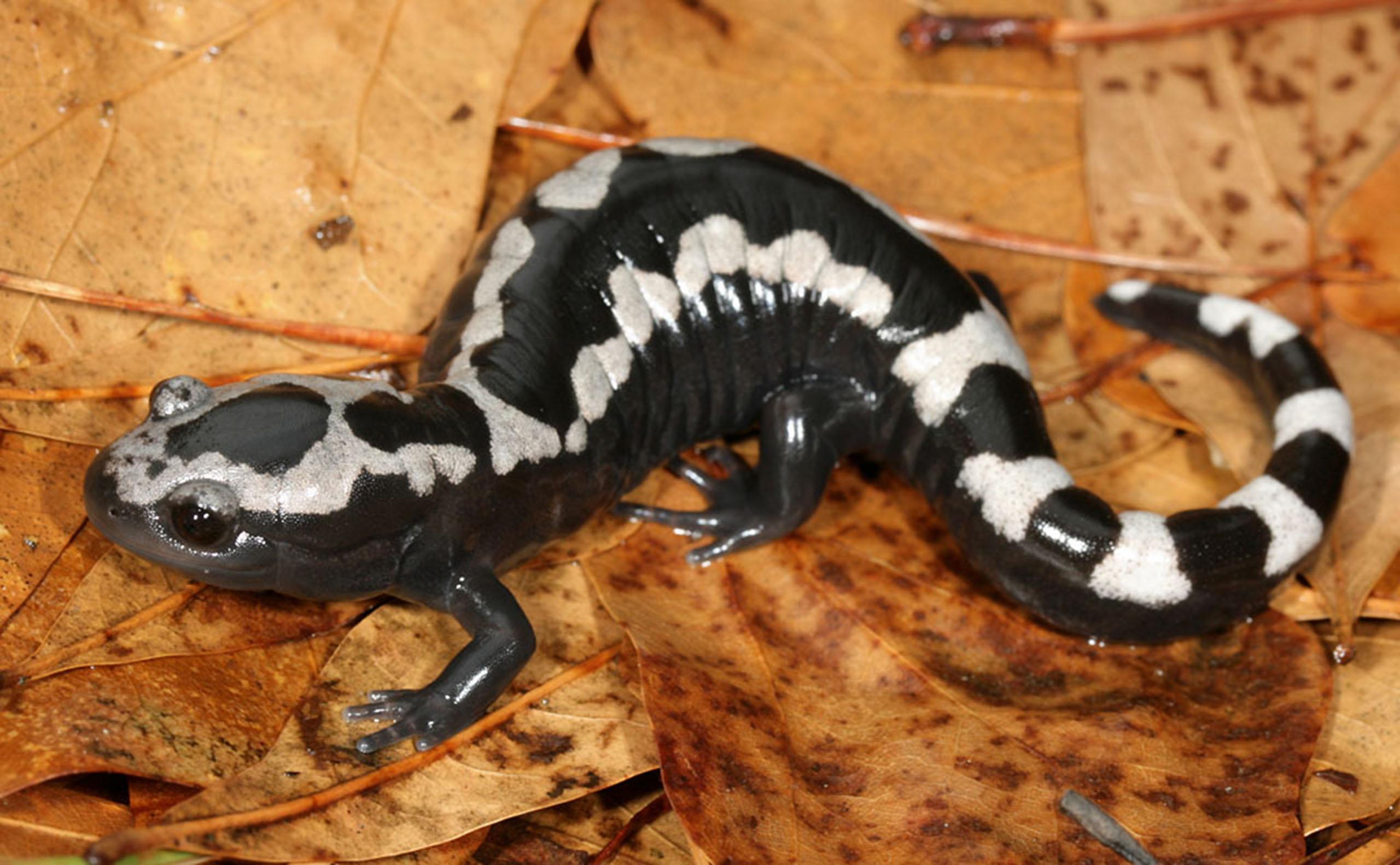 Deadly fungus threatens U.S. salamanders The Simmons Voice