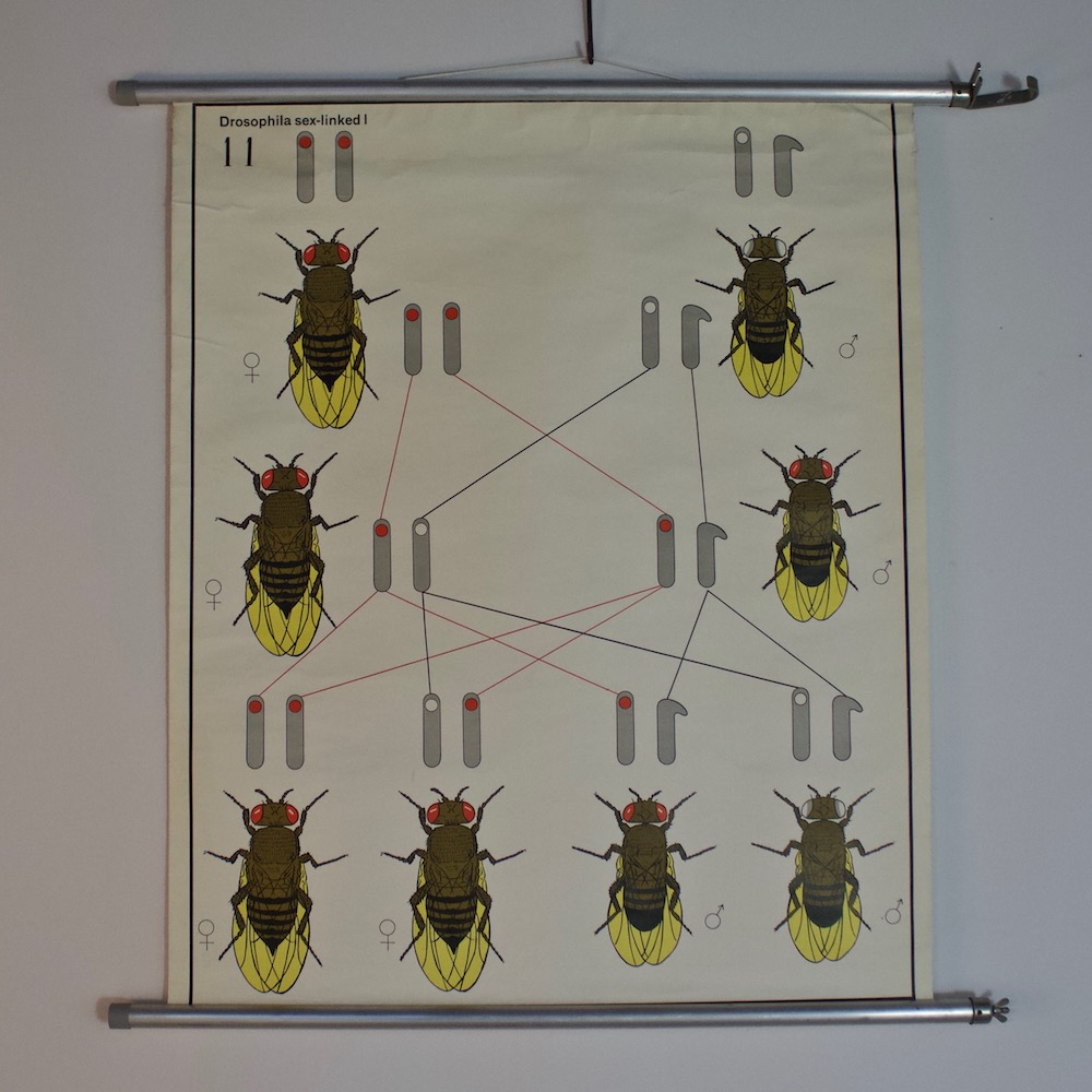 1970’s Wall Chart of Fruit Fly Drosophila SIMON & FRAUKE
