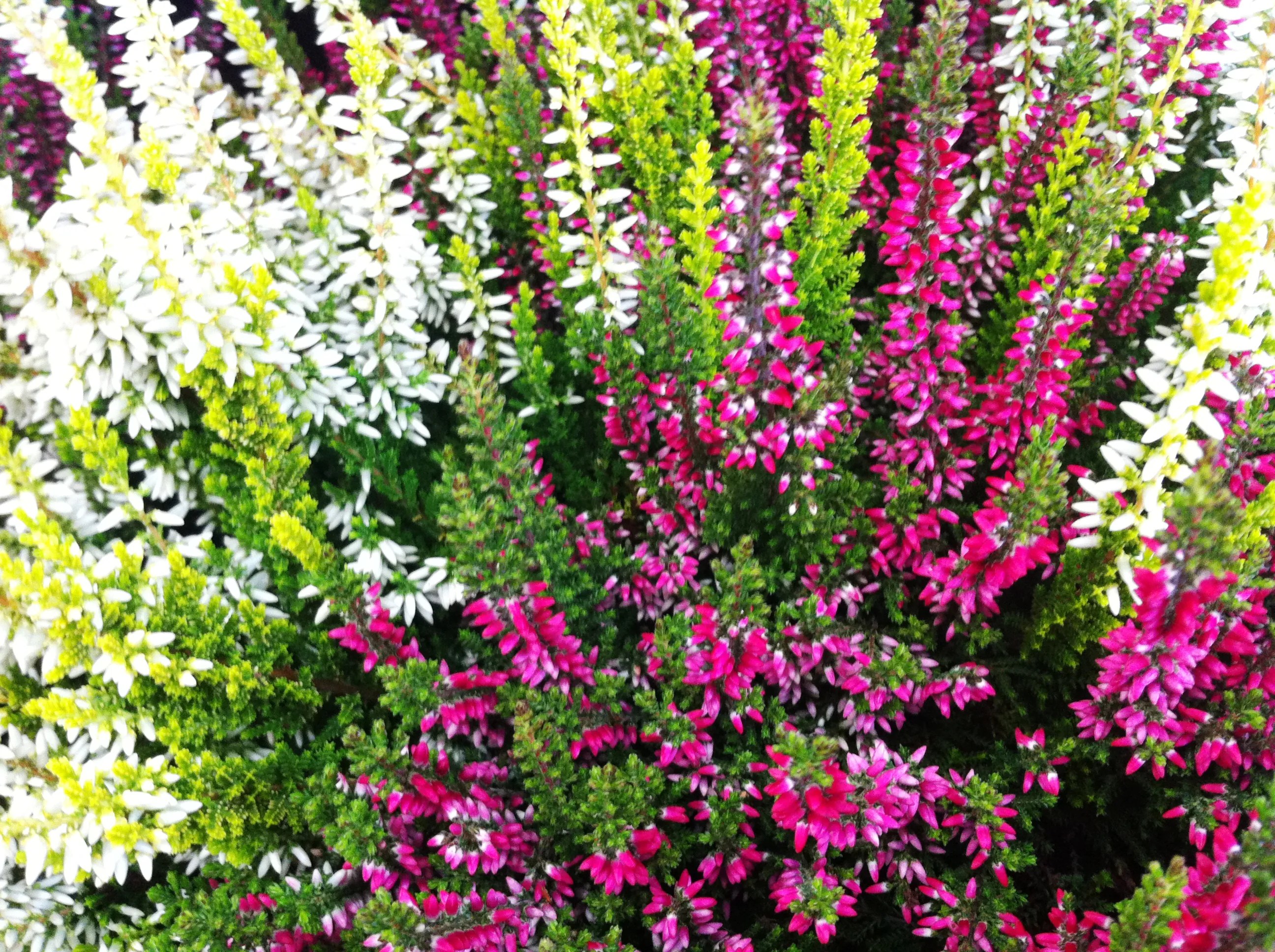 Winter pottastic!... Simon Scott Landscaping