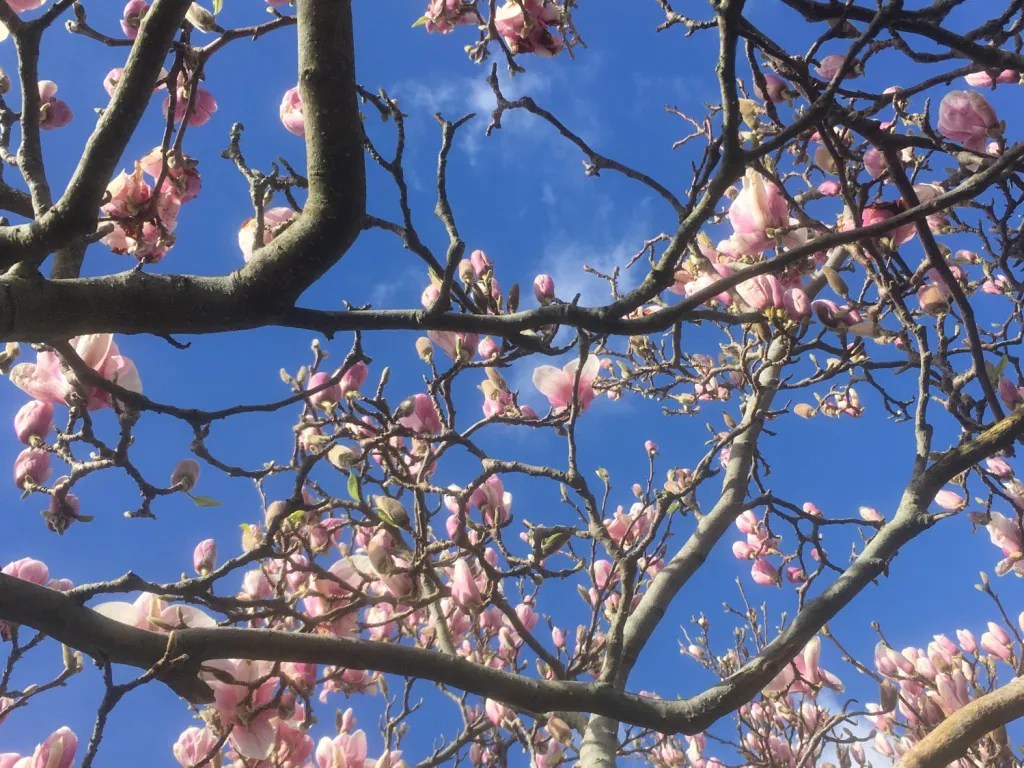 Pink Magnolia Tree Simon Scott Landscaping