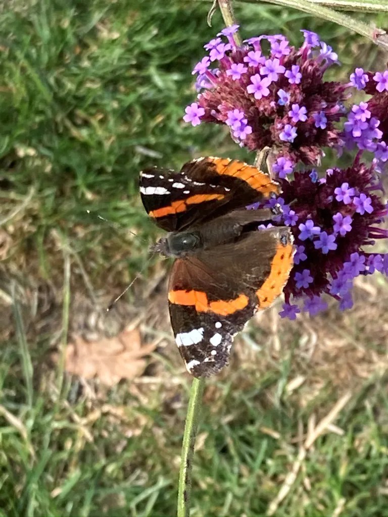 Red Admiral Butterfly Simon Scott Landscaping