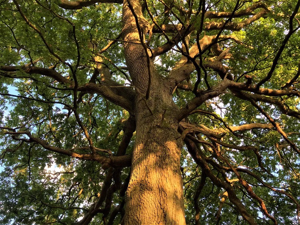 Large Oak tree from Knepp estate Simon Scott Landscaping