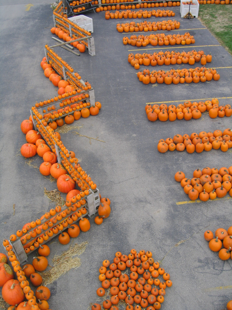 Fall Photos Page 3 Simon's Gardens