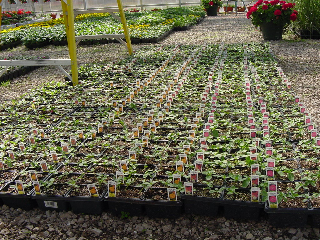 Spring Photos Page 2 Simon's Gardens