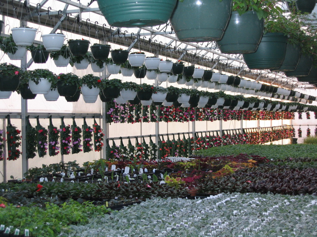 Spring Photos Page 3 Simon's Gardens