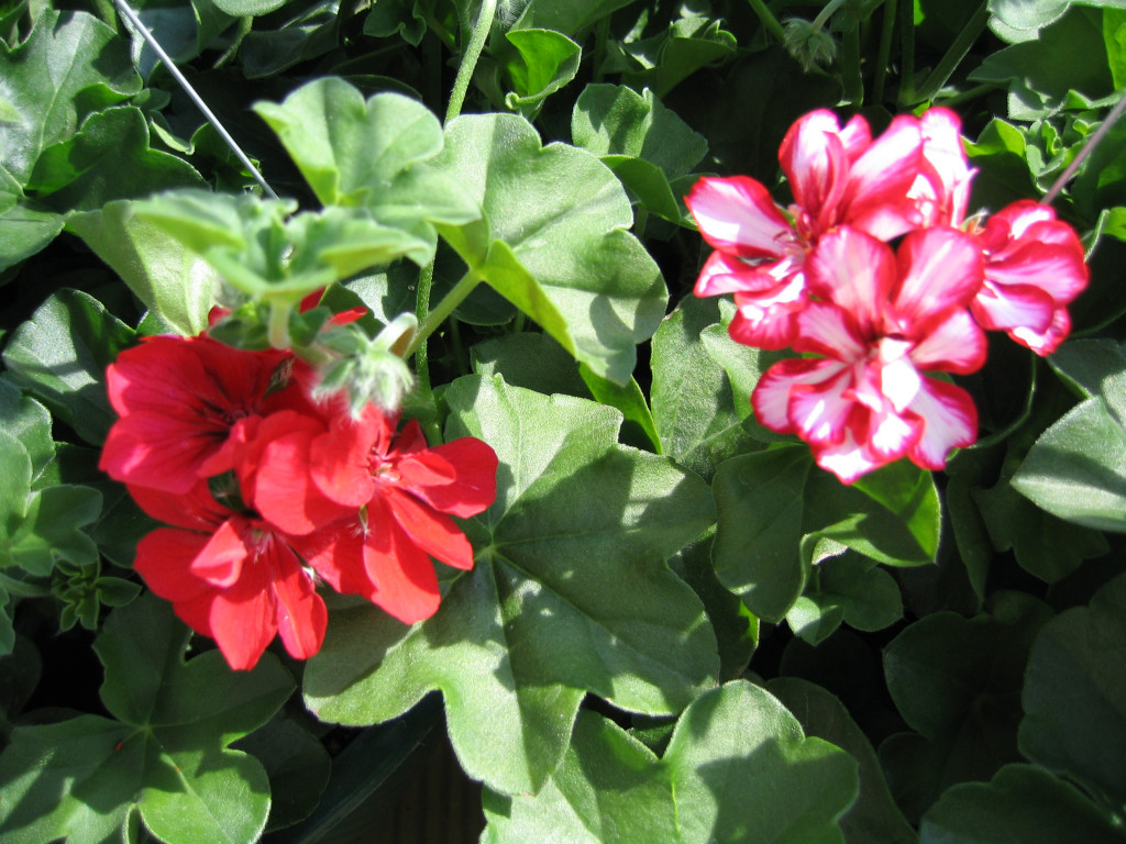 Spring Photos Page 4 Simon's Gardens