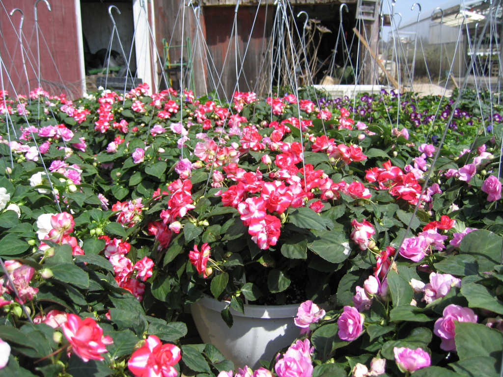 Spring Photos Page 4 Simon's Gardens