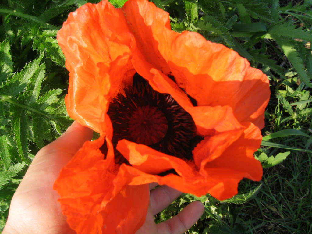 Spring Photos Page 4 Simon's Gardens