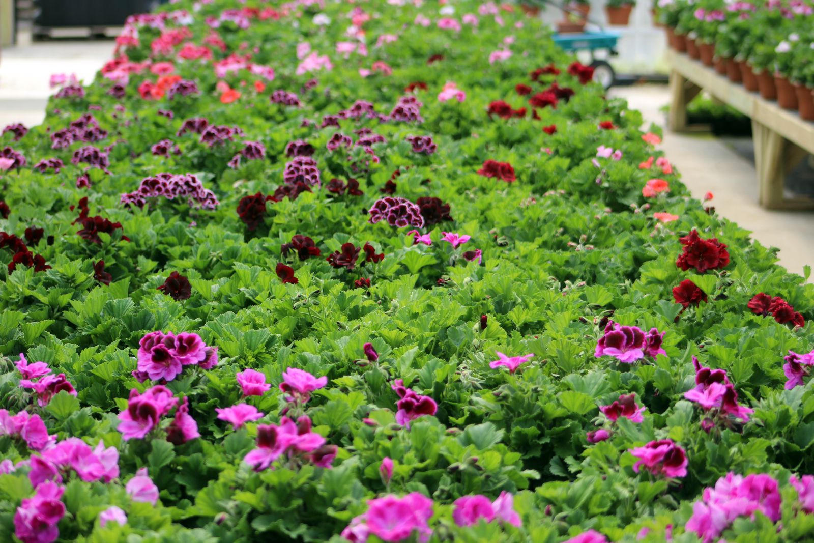 Gallery Simons Hancock Farms & Greenhouses