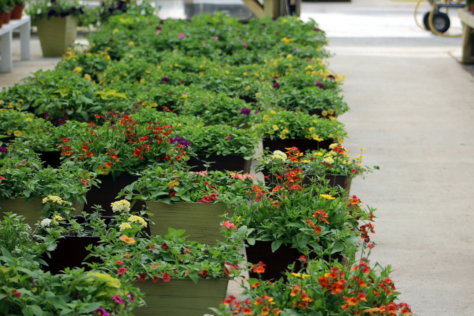 Gallery Simons Hancock Farms & Greenhouses