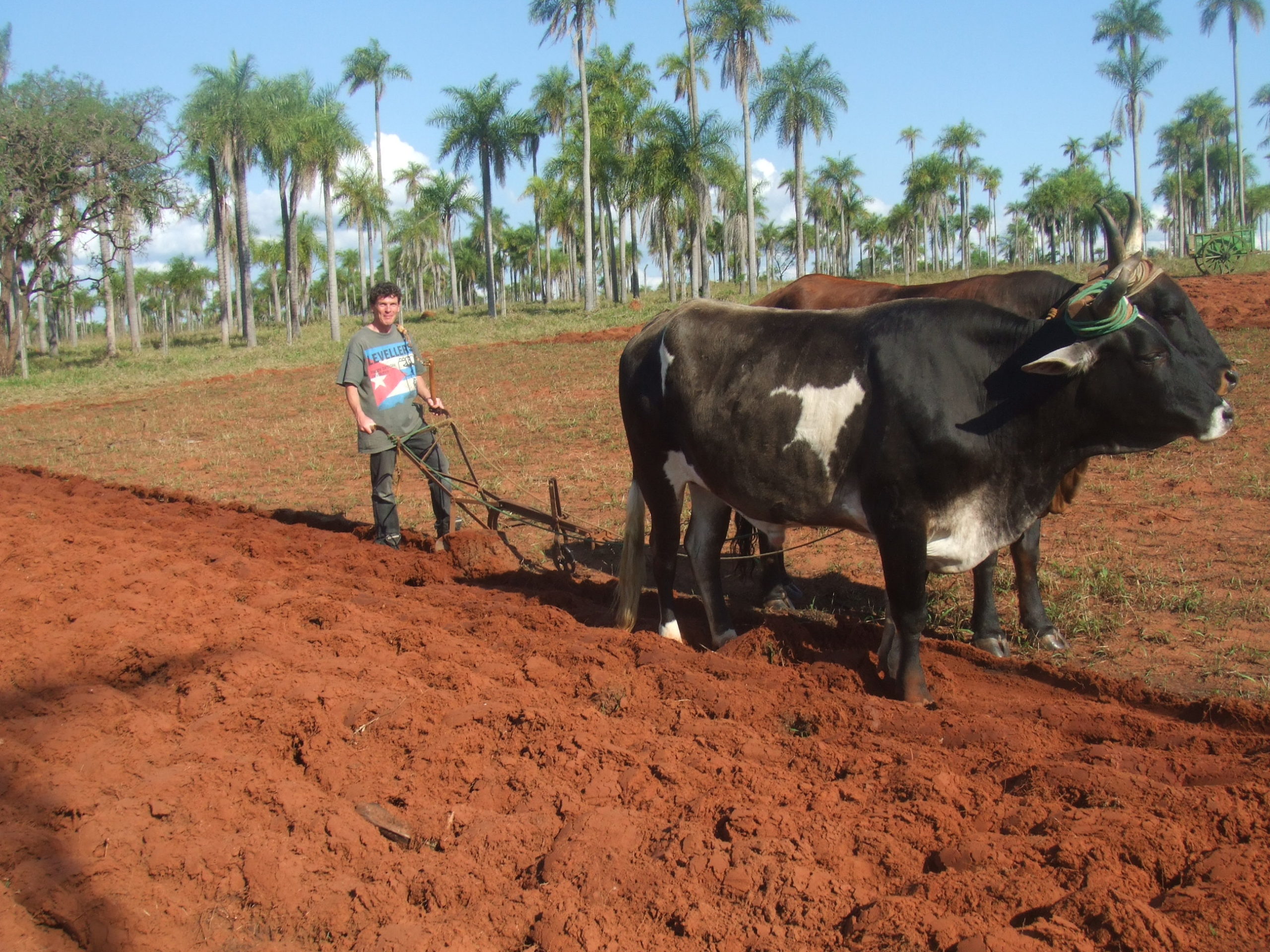 Farming in Paraguay Simons Paraguay