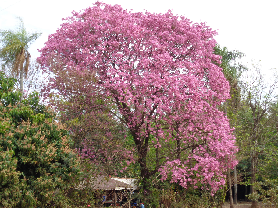 Lapacho. The Paraguayan national tree Simons Paraguay