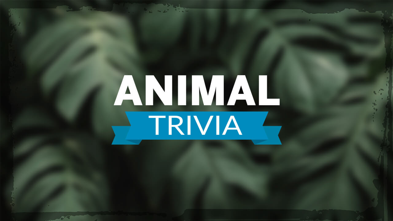 Animal Trivia Arcade Game Play online at simple.game