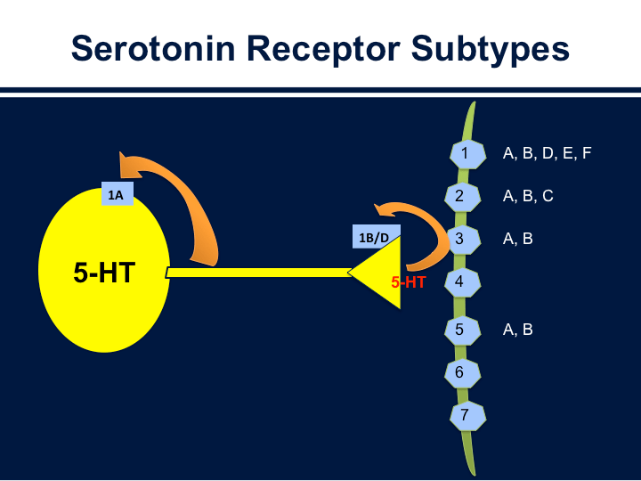 A primer on serotonin receptors Simple and Practical Mental Health
