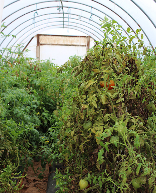 Eat Local Lima Family Farms Simple And Savory