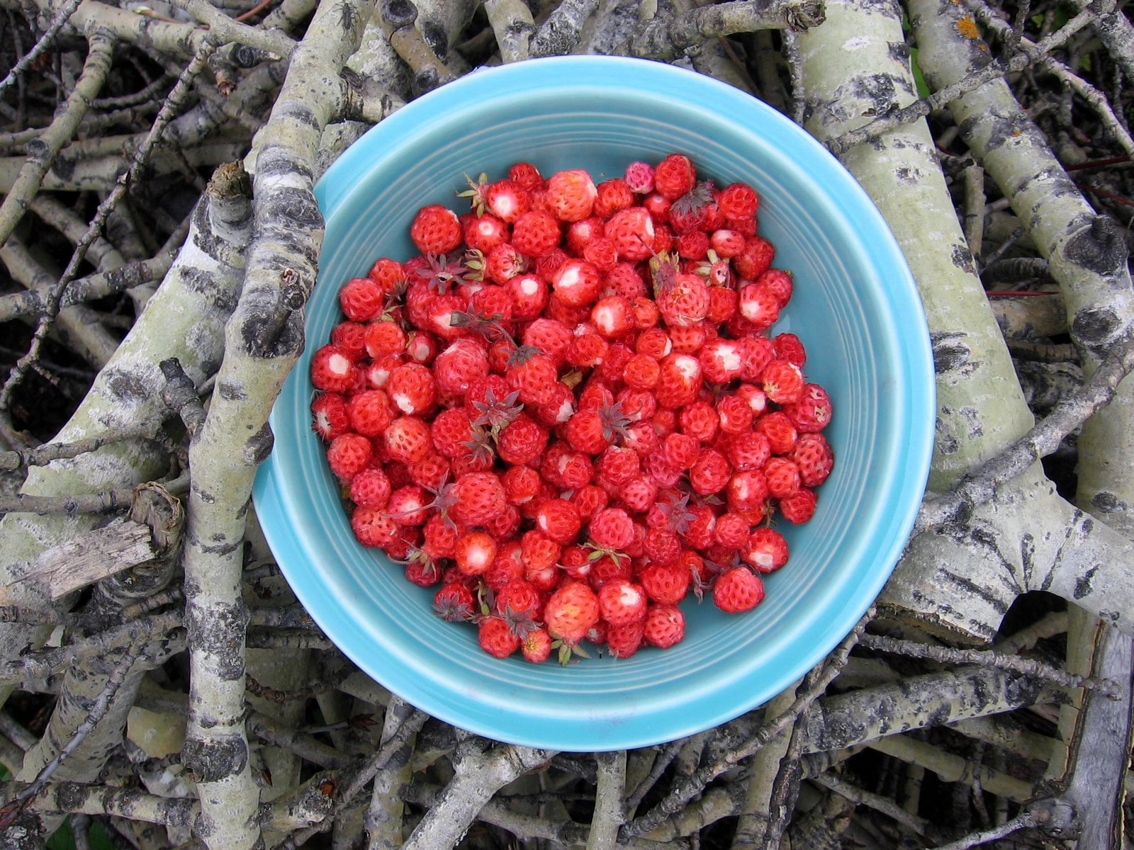 Wild Strawberries Simple Bites