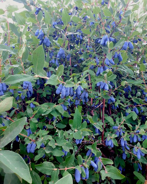 Iced Haskap Green Tea Simple Bites